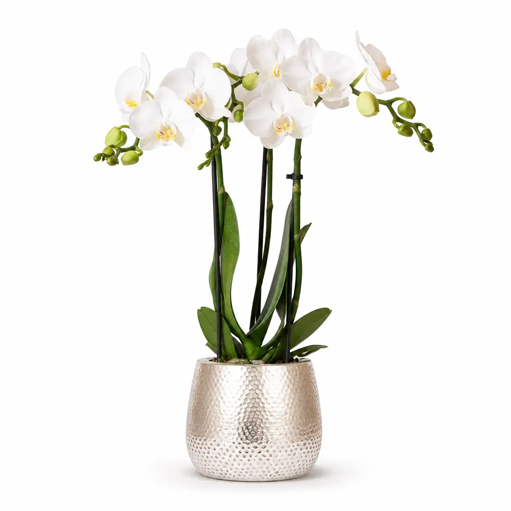 Blume im Topf Orchidee Deko