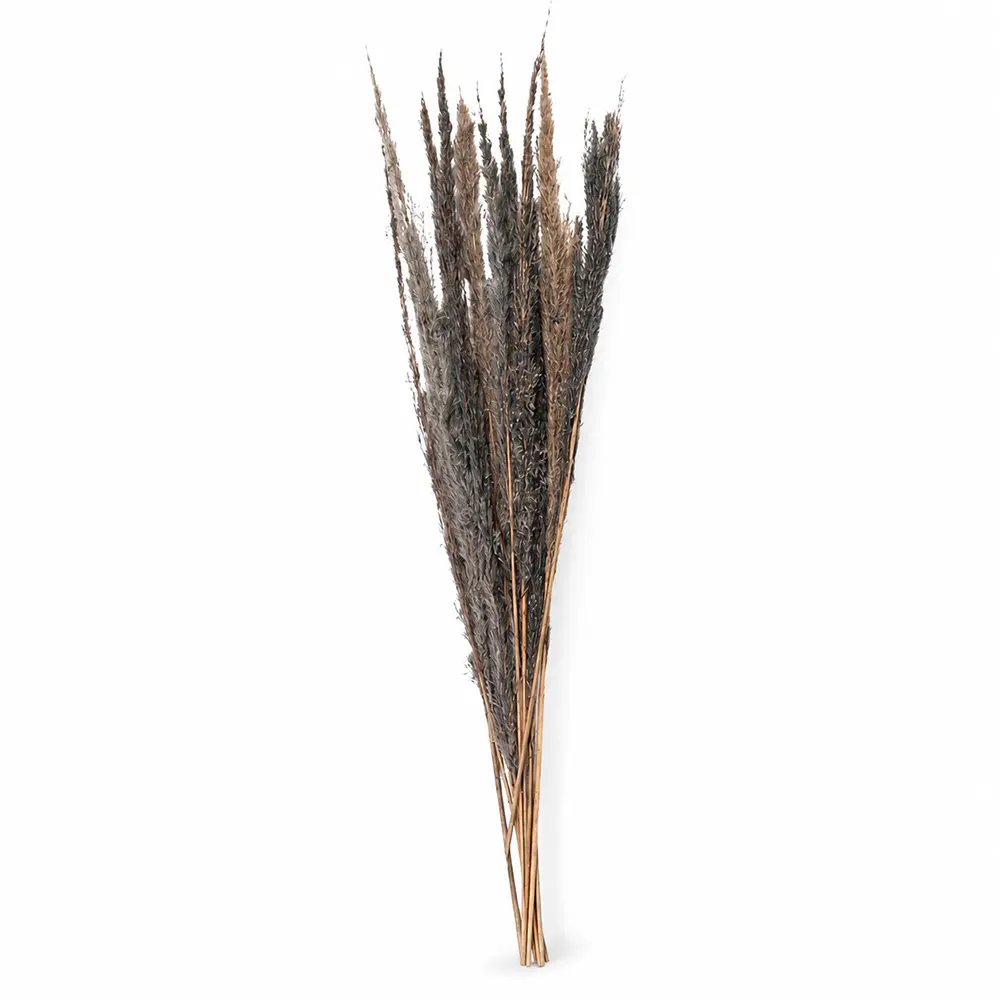 Trockenblume Grau 100cm
