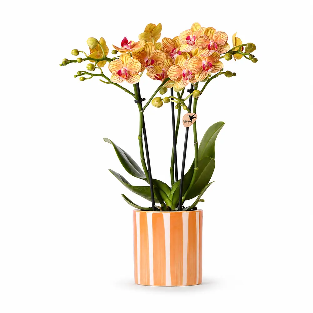 Blume Im Topf Orchidee Deko Orange