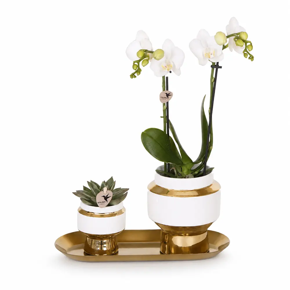 Deko Set Wohnzimmer mit Weißen Orchideen und Gold Tablett