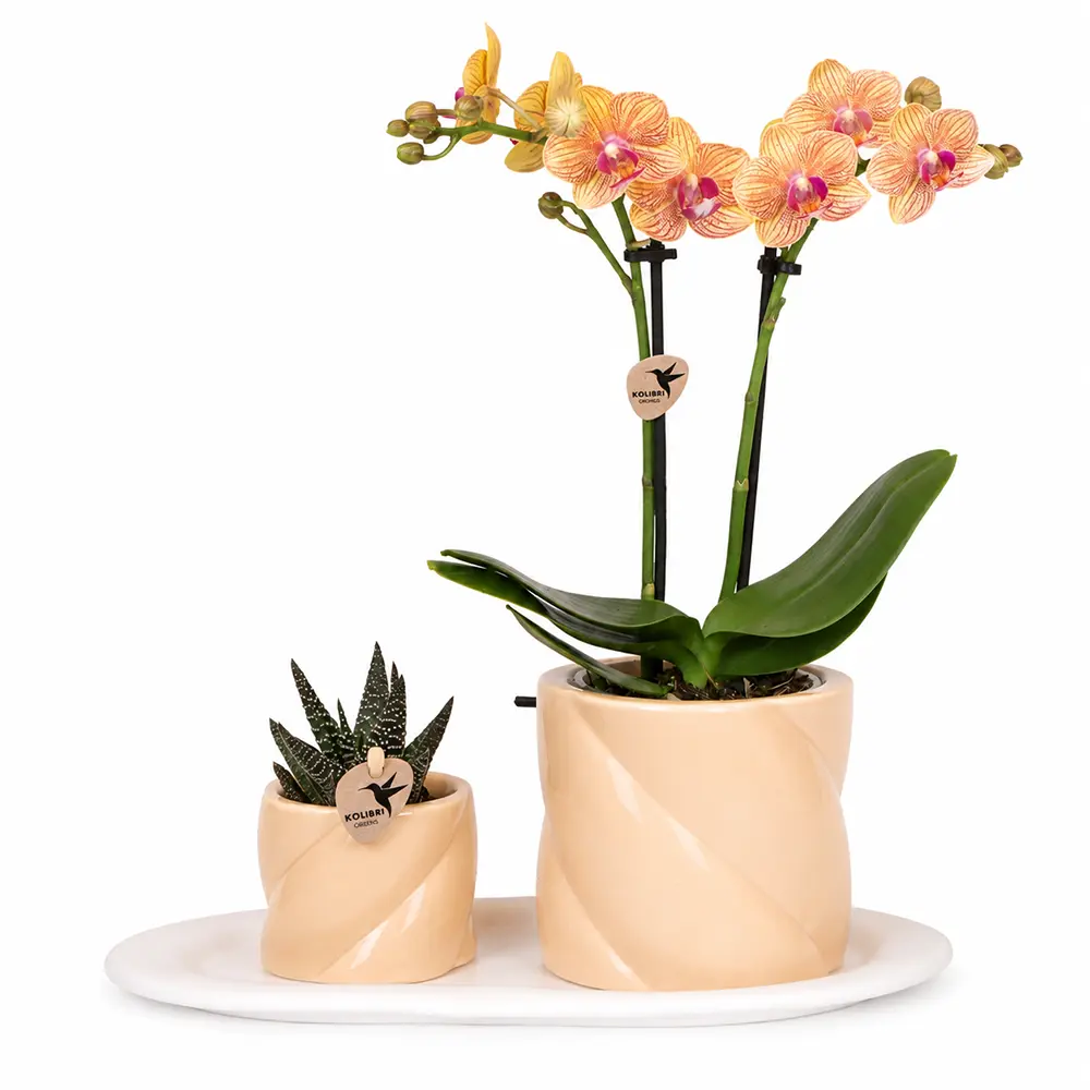 Deko Set Wohnzimmer Blumentopf mit Tablett