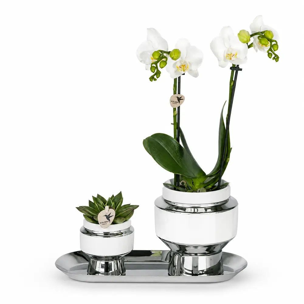 Deko Set Wohnzimmer mit Weiße Orchideen und Tablett