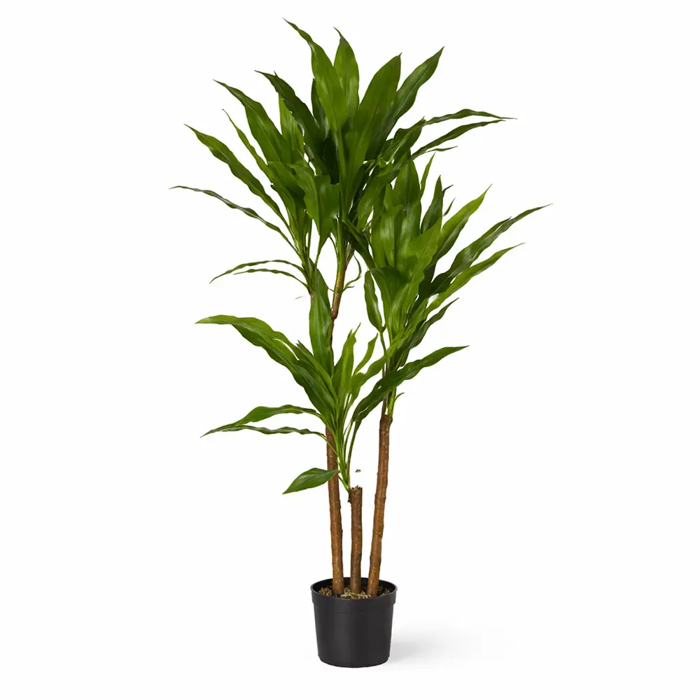 Kunstbaum Dracaena featured image